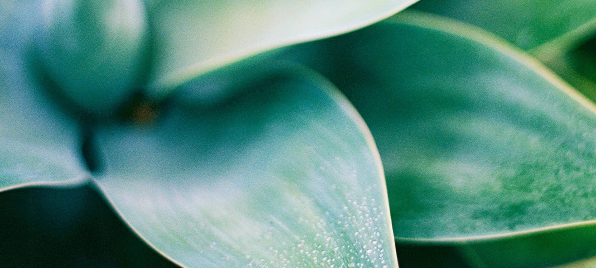 Can We Go Down A Preservative Free Route Hero